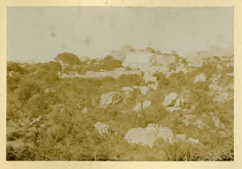 AV_L_Albo_Caprera_0102